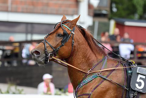 Lissun Eerikki rutistaa tänään mukaan voittotaistoon.