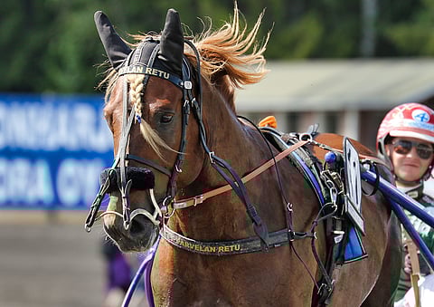 Parvelan Retu on nyt I palkinnon siitosori.