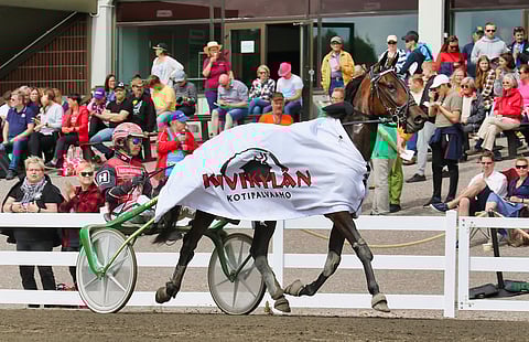 Toissa vuoden Tammahambon voittaja Sahara Kellyanne vaikuttaa jatkossa siitospuolella. Kuva: Anu Leppänen.