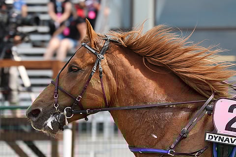 Väkivahva Caijus tavoitteli Seinäjoella ravikuninkaan seppelettä toista kertaa.