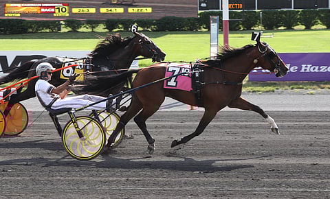 Gimpanzee voitti elokuussa Cashman Memorialin Meadowlandsissa. (Kuva: HU arkisto)