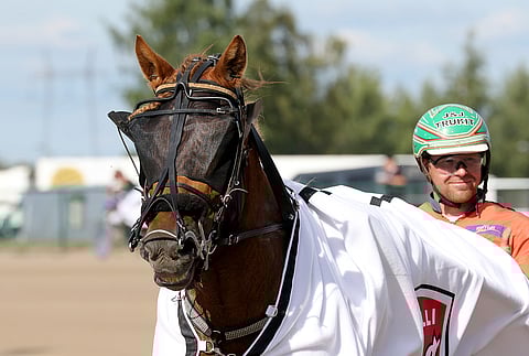 Hetviina starttaa tänään keskiviikkona A.V. Marttilan tammasarjassa Antti Tupamäen ohjastamana radalta yksi. Arkistokuva: Anu Leppänen
