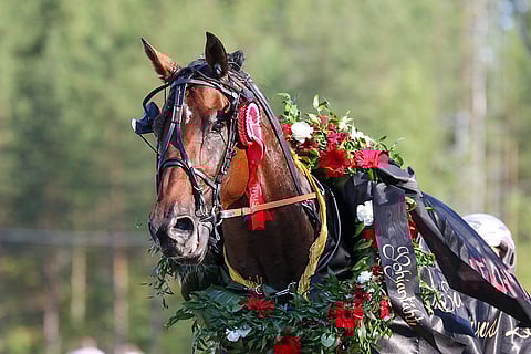 Ari Vianderin valmentama Le Gros Bill sai Suurmestaruuden voiton johdosta kaulaansa seppeleen.