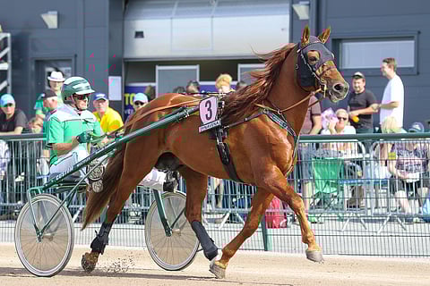 Lissun Eerikki on voittanut kaikki tämän vuoden starttinsa. Kuva: Anu Leppänen