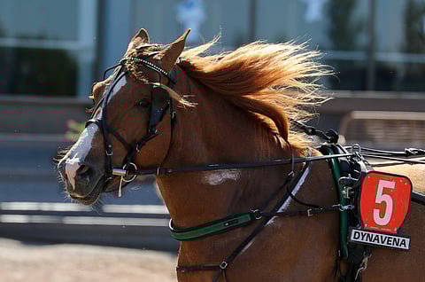 Suvelan Rinssi siirtyi Christa Packalénin valmennukseen,