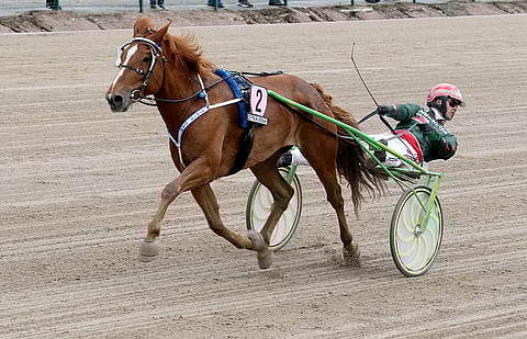 Hannu Torvinen kiidätti Virin Camillan kuningattareksi.