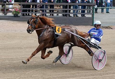 Vixus teki lopullisen läpimurron vanhempien suomenhevosten huipulle Seinäjoen kuninkuuskilvassa, jossa se sijoittui ensikertalaisena kolmanneksi.