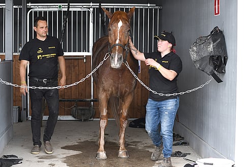 Olli-Matti Porolan valmentamalta ja Johanna Sokan hoitamalta Ryti-Tytöltä kuningatarkilpa jäi kesken.