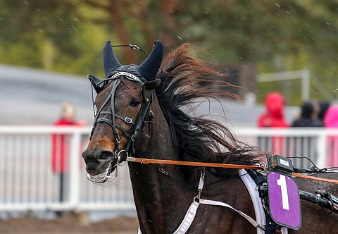 Callela Lisbethiä ei enää nähdä kilpa-areenoilla.