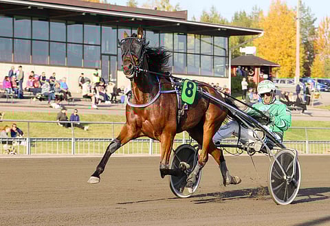 First Class Lady selvitti tiensä Villinmiehen Tammakilvan finaaliin, mutta siinä tuli harmittavasti laukka.