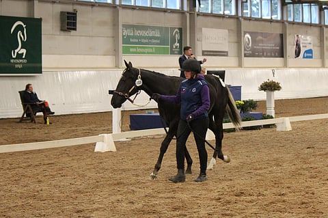 Nuncion poika Ignacio oli vuoden 2020 huutokaupan kallein. Kuva: Johanna Heinonen