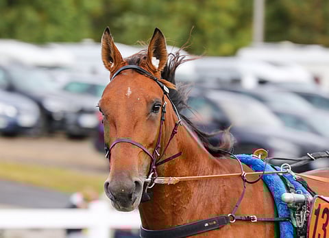 MAS Champ on ollut varsasta saakka lahjakas kilpahevonen. Tänään se on taas lähellä Toto75-voittoa.