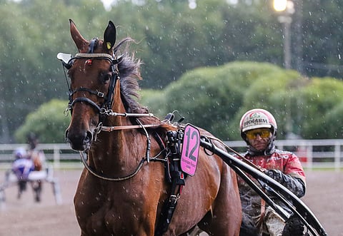 Stonecapes Respect on kakkoskohteessa loistopaikalla.