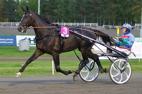 Road To Hill vakuutti 3-vuotiaana kriteriumin karsinnoissa, muttei osallistunut finaaliin.