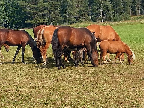 Kuvan keskellä laiduntava tummaharjainen Friski Poika on löytynyt kuolleena. Kuva: Anne Soikkeli