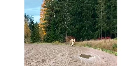 Orimattilalaiselta teurastamolta karannut kyyttö tuli tänään tiensä päähän. Kuva: Suvi Perttusen videosta