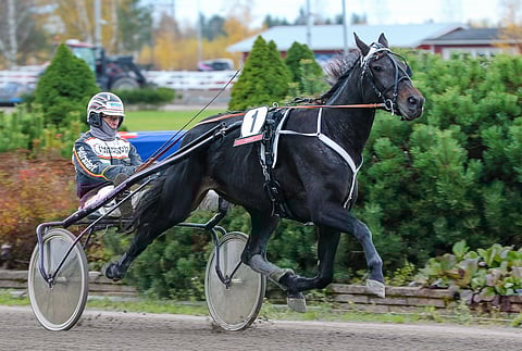 Seppo Markkulasta on muodostunut Rim Bay Orchidin ykköskuski.