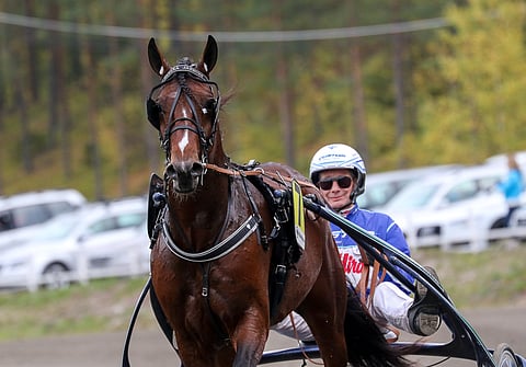 Sahara Jaeburn voitti kolmivuotiaana Kriteriumin SE-tuloksella.