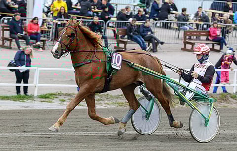 Suvelan Rinssi on tänään vihjeen ensimmäinen varma. Kuva: Anu Leppänen