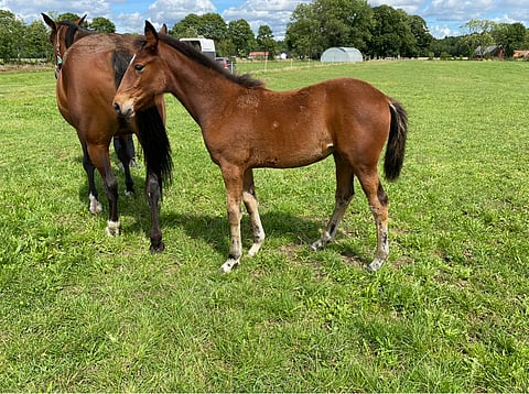 Kalsarikännit siirtyi lauantai-iltana Rami Koiviston ja Toivo Säilyn omistukseen. Kuva laitumelta viime kesältä.
