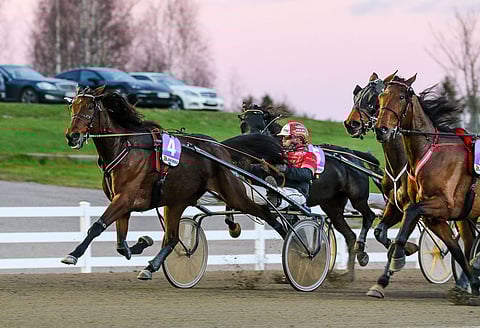 Bosses Lady. Arkistokuva: Anu Leppänen.