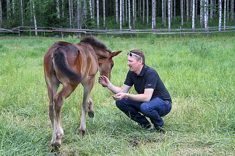 Kimmo Kemppi hankki Ruotsista mielenkiintoisia tammoja ja Greenshoen astutuksen vuodelle 2021. Kuva: HU arkisto/