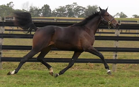 In Rangen sisko Tippet esittelee hienoja liikkeitään huutokauppavideolla. Kuva: Trivue Entertainment