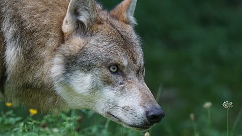 Susi on yksi Suomen neljästä suurpedosta.