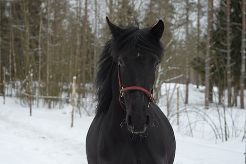 Juliane de Veluve jatkaa uraansa tutuissa maisemissa Uuraisilla.