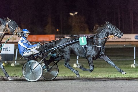 Marika Jurvasen Master As on kilpaillut vasta neljä kautta ja juossut alle 60 starttia. Hevonen on nyt, 12-vuotiaana, elämänsä kunnossa.