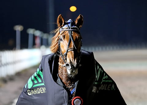 Pyörylän Paronin menestysputki sai jatkoa lauantaina. Kuva: Anu Leppänen.