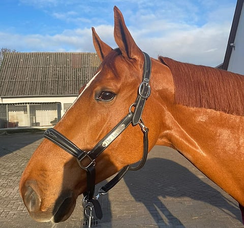 Nice van't Zorgvliet aloittaa harjoitukset Mikael Forsténin kanssa ensi vuoden alussa.