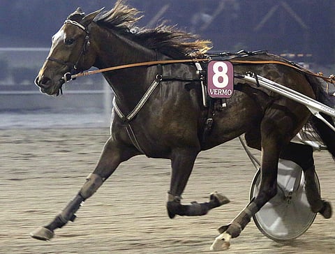 Pica-Pica Oak on tehnyt Christa Packalénin valmennuksesta parhaat juoksunsa selästä. Kuva: Pekka Salonen