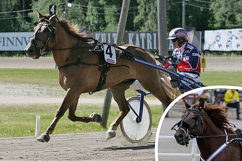 Emme oli pärjäävä kilpatamma, ja jälkeläisnäytöistä toistaiseksi huomattavin on hätäleikkauksesta toipuva ravikuningas Evartti. Kuvat: JL ja AL