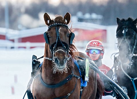 Evartti aloitti kautensa vastikään Oulussa, mutta kuluneella viikolla oriilla ilmeni vakavia terveysmurheita. Akuutein hätä on selätetty. Kuva: AL