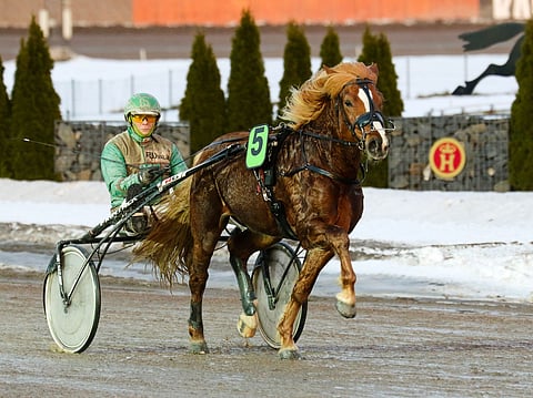 Helkan Toivolla on viime aikoina riittänyt käänteitä. "Raviurheilun koko kirjo käyty läpi", hevosta treenaava Sampo Kujalakin totesi. Arkistokuva: Anu Leppänen.