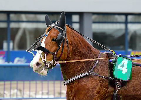 Piia Huusarin valmentama Qepe Pointti hakee kauden kolmatta täysosumaa.
