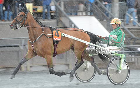 Rita Sensation on Norjan Tammaderbyn voittaja vuodelta 2010. Dahir de Prelongin ja Alva Olympian jälkeläinen saapuu Suomeen koronatilanteen salliessa.