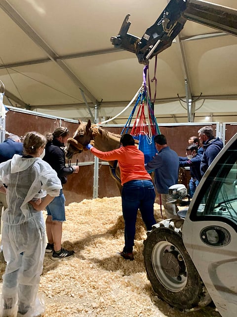 Herpesviruksen takia neurologisista oireista kärsinyttä hevosta pidetään pystyssä vaijereiden avulla Valenciassa.