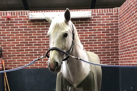 Eveliina Talvion Chelsea on sairastunut ja on hoidettavana Espanjassa.