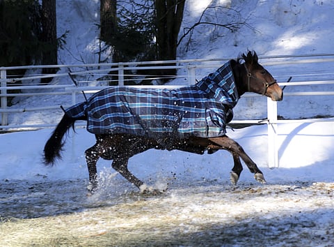 Stonecapes Violet nauttii tässä kevätauringosta tarhassa, mutta töitäkin lahjakkaan 2-vuotiaan arkeen kuuluu. Tavoitteet ovat korkealla.