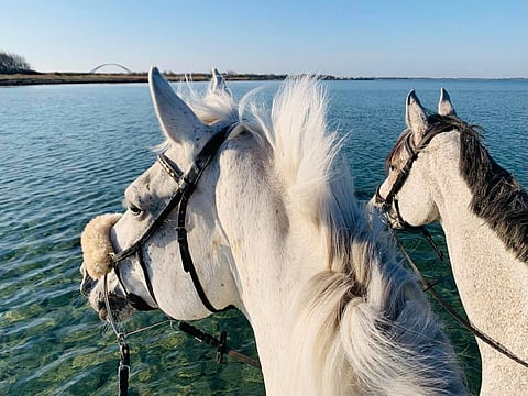 Päivän päätteeksi Lapdance ja Chiara's Charm käyvät meressä.