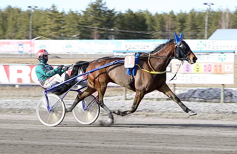 Just A Flirt hurmasi toisella peräkkäisellä ylivoimavoitollaan viime lauantaina Kaustisella.