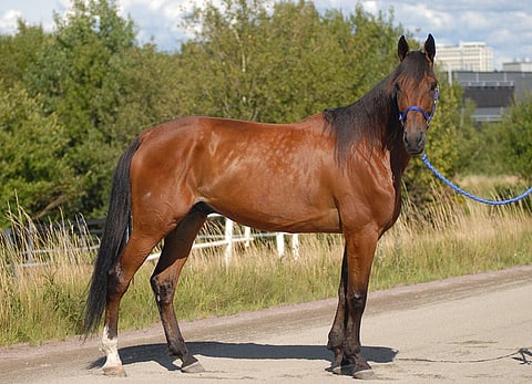 Minna Kaasalainen ihastui nyt 12-vuotiaaseen Puccy Italiaan Facebookissa kuvien perusteella. Suomessa lämminveriruunalla olisi kilpailuoikeutta 12-vuotiskauden loppuun saakka.