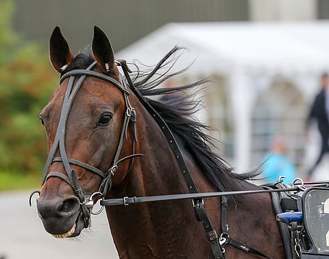 Hard Chip pystyy Kuopiossa nousemaan kärkeen, jos juoksunkulussa on hiemankin tuuria.