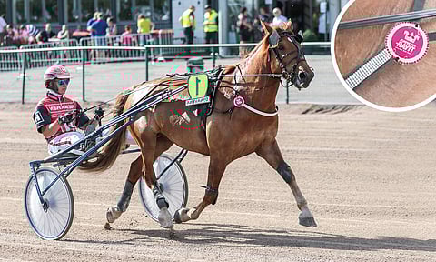 Kotiradan Lakan Leija debytoi viime kesän kuninkuusraveissa hienosti viidennellä sijalla ja tähtää totta kai uudestaan Seinäjoelle.