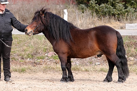 Usvaniityn Jamie. Kuva: Leena Kahisaari, Suomen Hippos