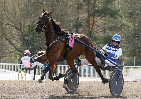 Arctic Emmalla on oiva mahdollisuus voittoon, kun Metsämäessä ajetaan 5-vuotiaiden tammojen Kasvattajakruunu-karsintoja.