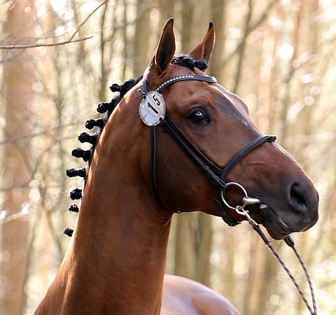 Diamant de Magic Mice.