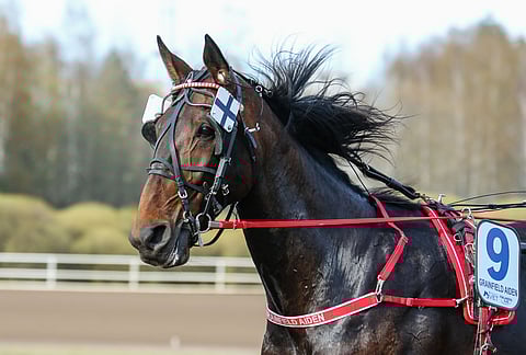 Huono kenraali, hyvä ensi-ilta? Grainfield Aiden on valmis pitämään Suomen lippua korkealla sunnuntain St Michel -ajossa,